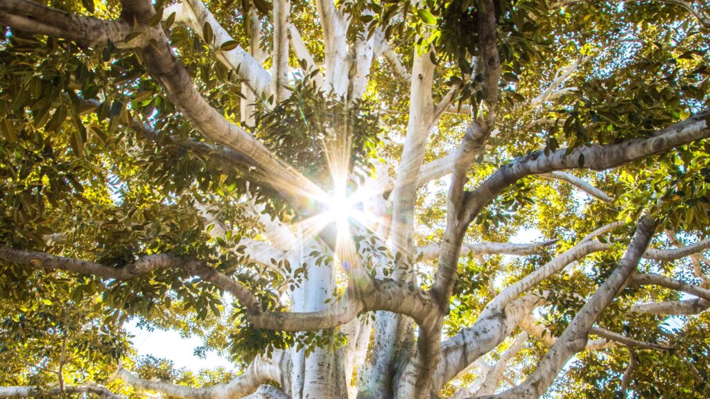 sun shining through tree branches